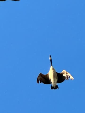 Canadian Goose in New Zealand